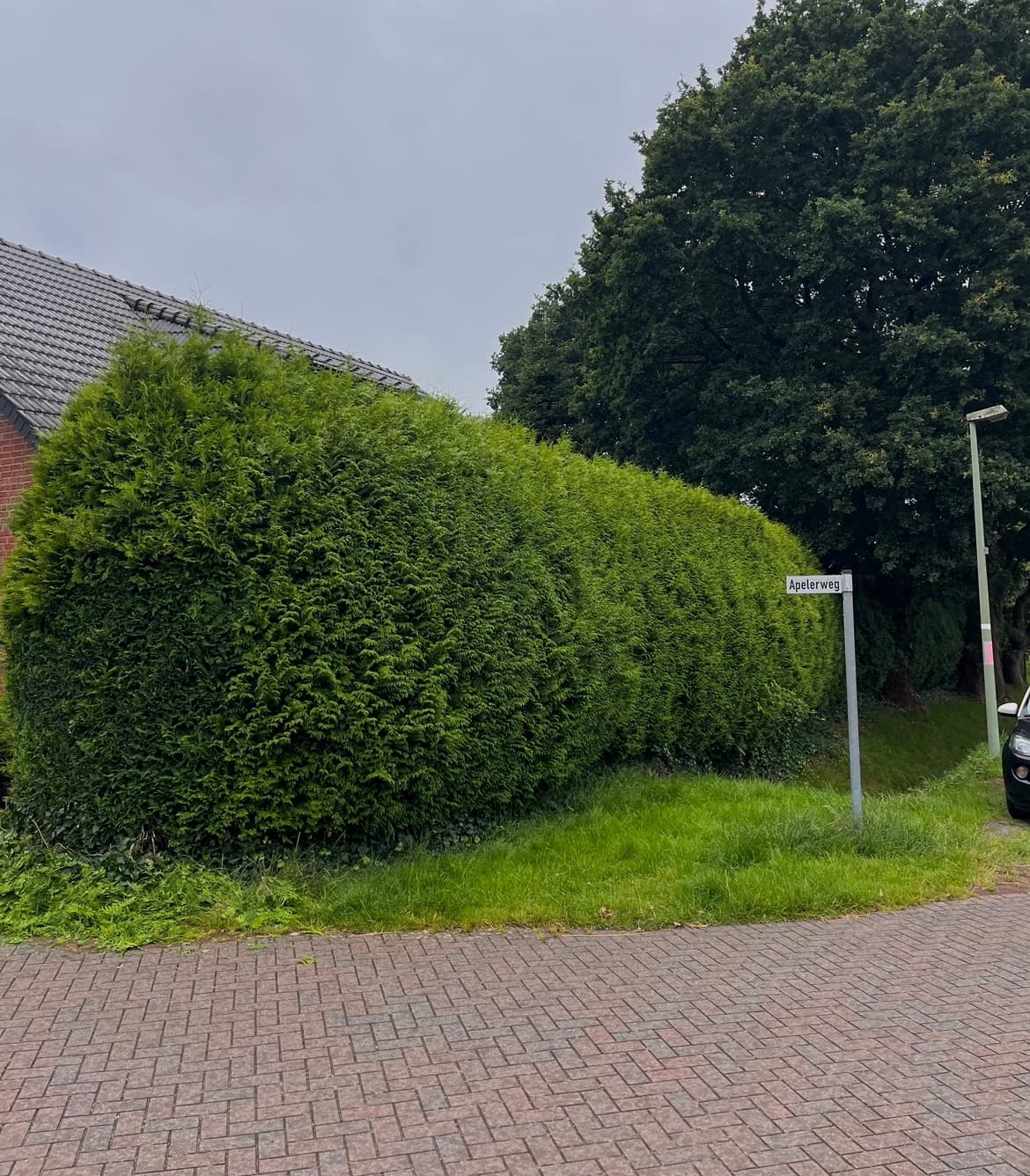 Einfacher Heckenschnitt