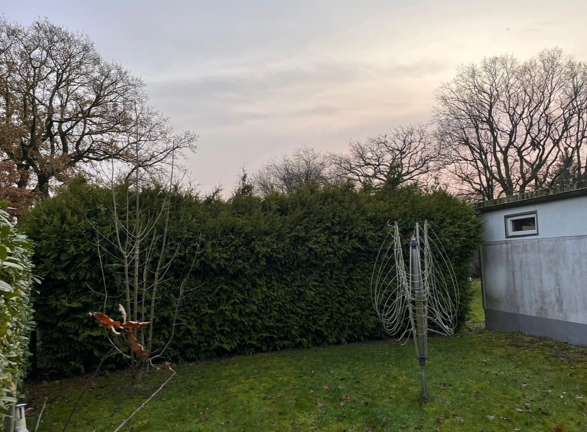 Von Wildwuchs zur perfekten Form